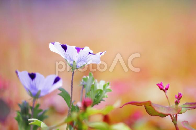 ネモフィラの美しい風景 花,ネモフィラ,植物の写真素材