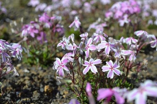 白い花 白い花の写真