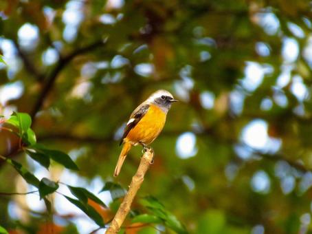枝の先端に留まるジョウビタキのオス ジョウビタキ,野鳥,動物の写真素材