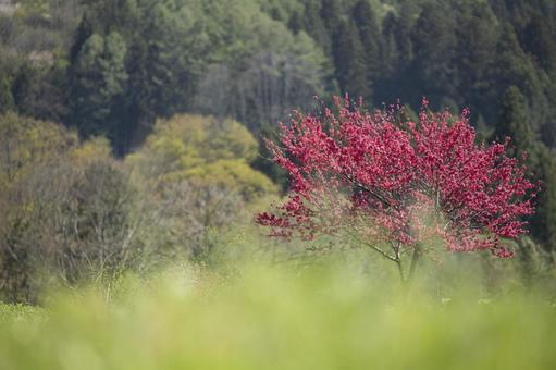 里山に咲く満開の花桃の花 里山に咲く満開の花桃の花 ハナモモ,花桃,寒緋桃の写真素材