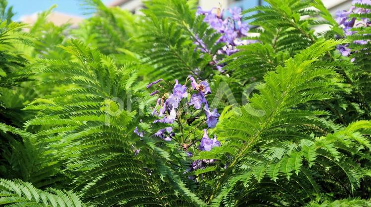 今年2度目の開花　8月のジャカランダの花 ジャカランダ,花,開花の写真素材