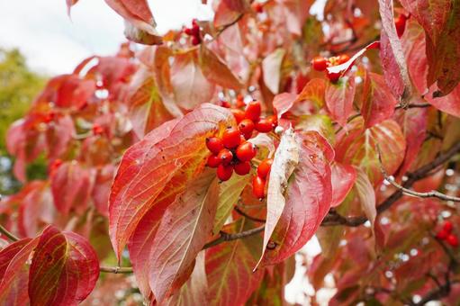 紅葉したハナミズキ5 ハナミズキ,花水木,アメリカヤマボウシの写真素材