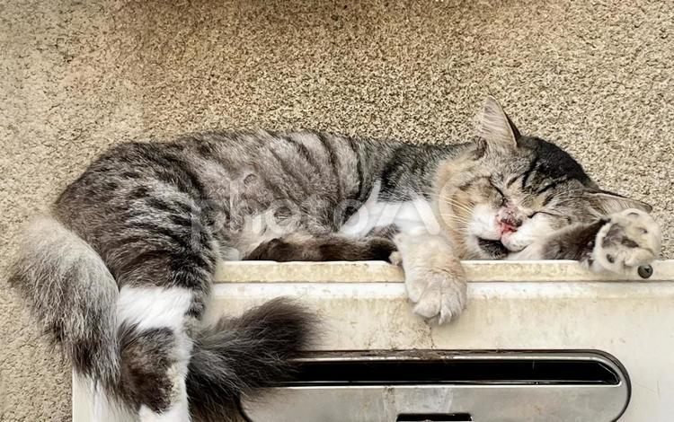 ガス機器の上で寝る野良猫 猫,野生,野良猫の写真素材