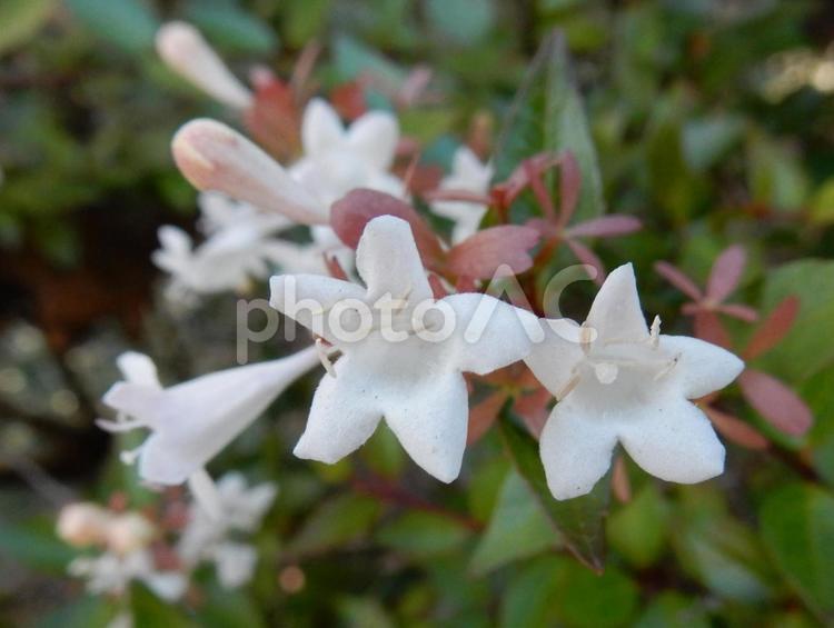 【花の写真】ハナゾノツクバネウツギ ハナゾノツクバネウツギ,アベリア,花園衝羽根空木の写真素材