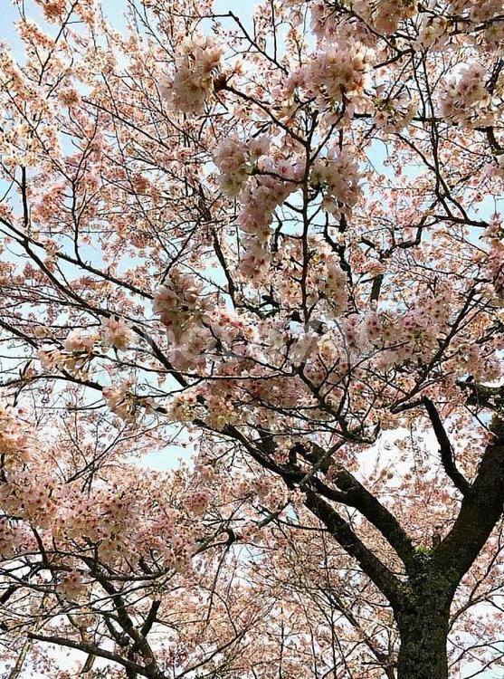 桜の木 花,植物,自然の写真素材