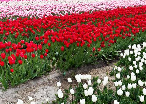 Tulip fields in Noordwijkerhout, JPG Tulip fields in Noordwijkerhout, JPG