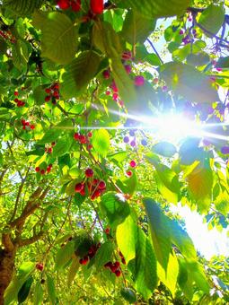 Early summer sunshine and cherries, JPG