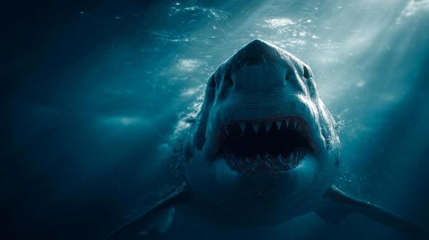 深海からの凝視:ホホジロザメ 深海からの凝視:ホホジロザメの写真