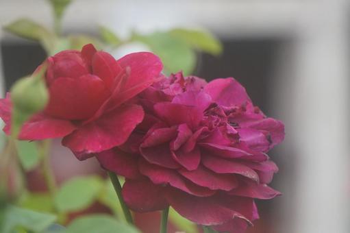 薔薇 薔薇の写真