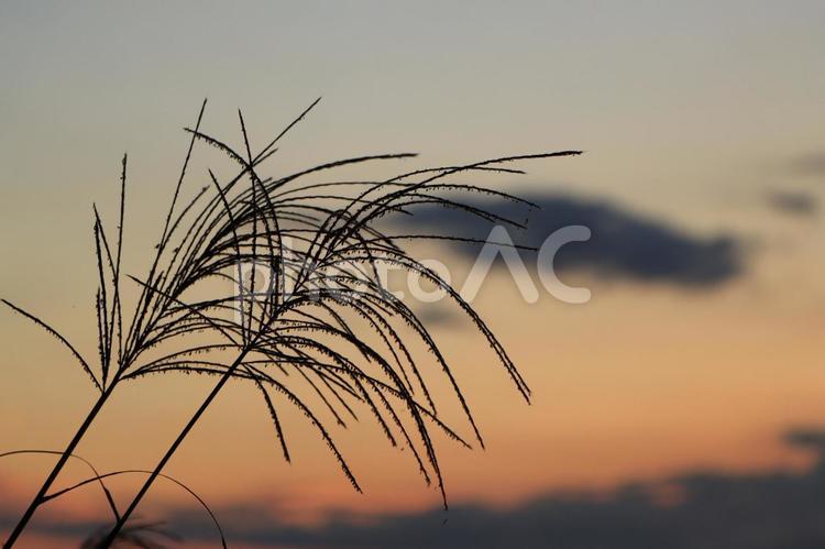 夕暮れ 夕暮れ,夕焼け,夕方の写真素材