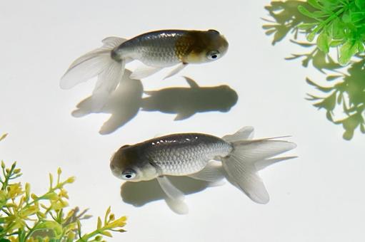 金魚 金魚の写真