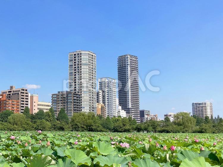 東京風景・不忍池 不忍池,上野,上野恩賜公園の写真素材