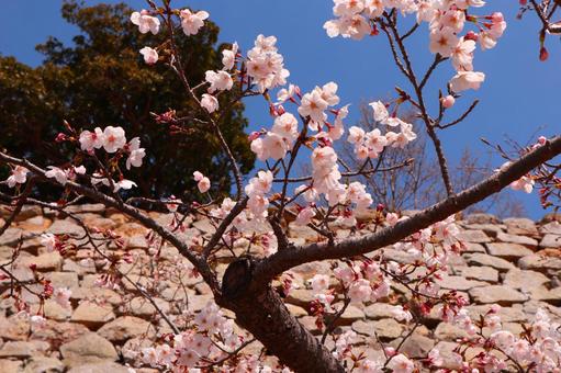 桜 桜の写真