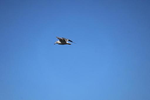 青空にカモメが飛ぶ空の風景 青空にカモメが飛ぶ空の風景 青空,カモメ,飛ぶの写真素材