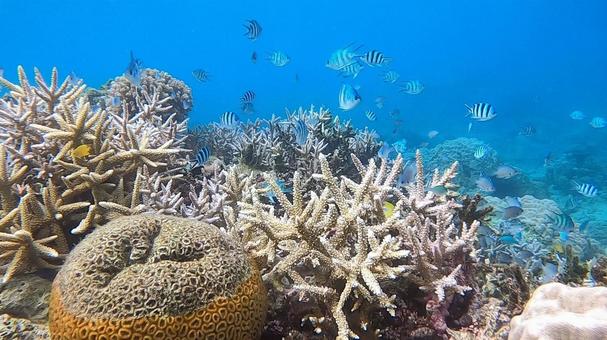 奄美の海　 珊瑚礁,サンゴ,熱帯魚の写真素材
