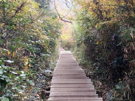山の中の道 秋,ハイキング,山登りの写真素材