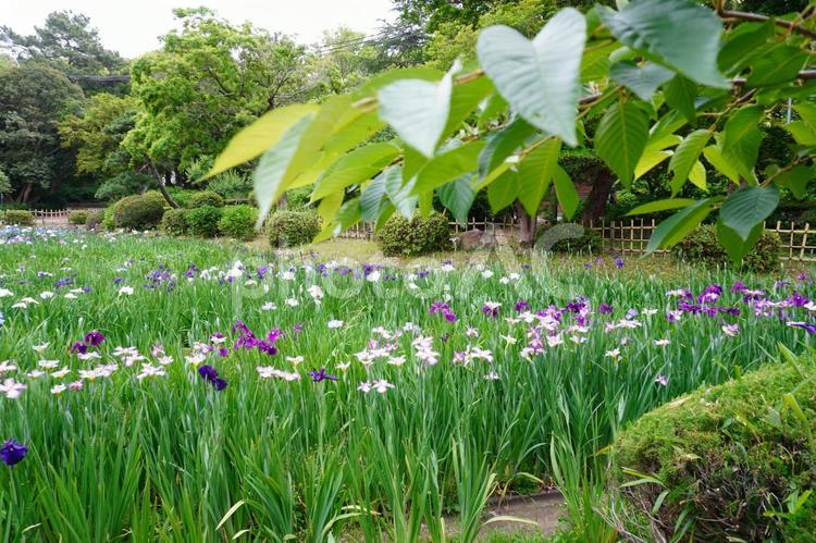 青葉と菖蒲の風景 花,青葉,菖蒲園の写真素材