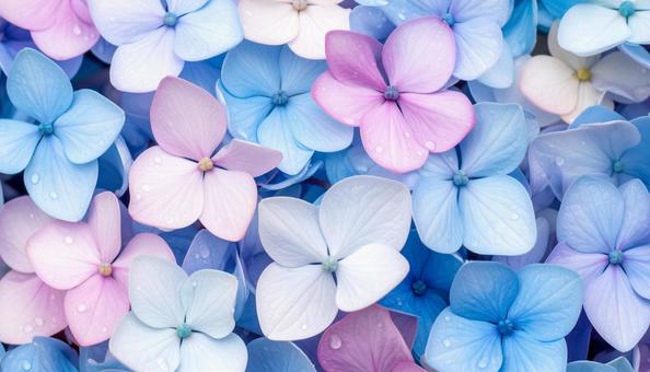 あじさいの花のクローズアップ写真 あじさいの花のクローズアップ写真の写真