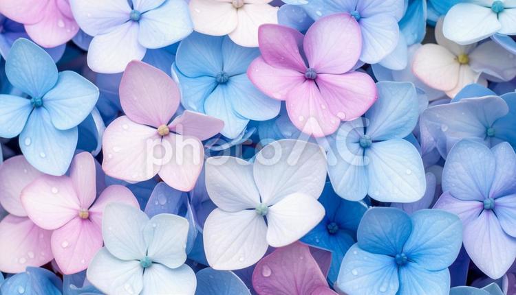 あじさいの花のクローズアップ写真 あじさい,花,クローズアップの写真素材