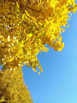 12月街路樹のイチョウD 関東,イチョウ,晩秋の写真素材