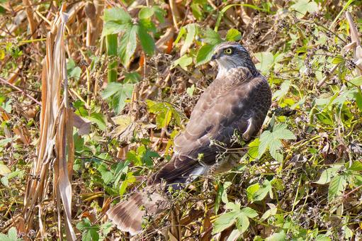 河原で振り向くハイタカ幼鳥 ハイタカ,灰鷹,鷂の写真素材
