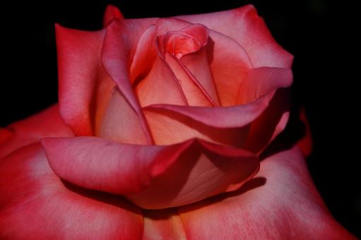 バラの花 バラの花 バラ,花,植物の写真素材