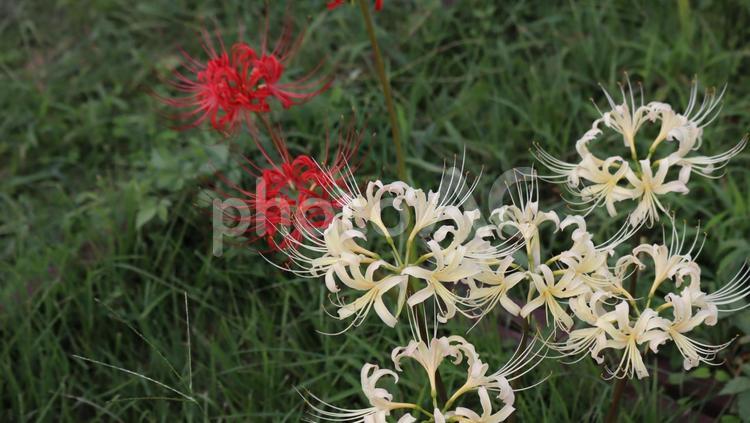 秋深し曼殊沙華のまつり 曼殊沙華,彼岸花,まんじゅしゃげの写真素材