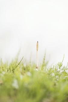 春を告げるツクシ 春を告げるツクシ つくし,つくしんぼ,春の写真素材