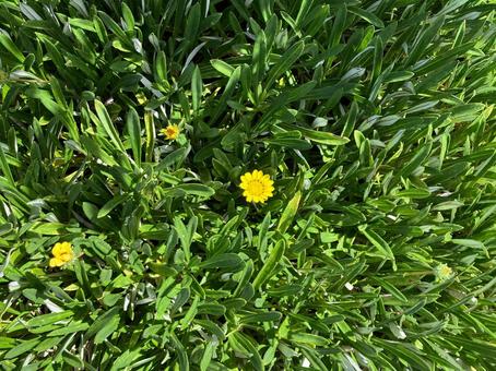 Small yellow gazania flower, JPG Small yellow gazania flower, JPG