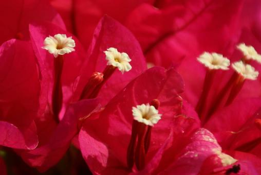 花の中の花 花の中の花の写真