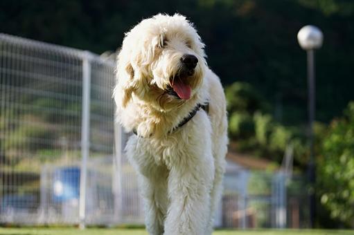 ゴールデンドゥードルのポートーレート ゴールデンドゥードルのポートーレート 犬,ゴールデンドゥードル,いぬの写真素材