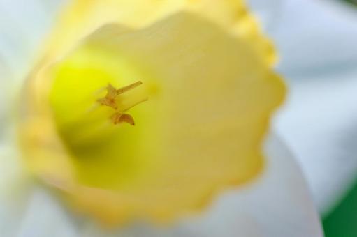 スイセン スイセンの写真