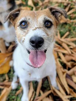引っ付き虫ついちゃった♬ ジャックラッセルテリア,犬,秋の写真素材
