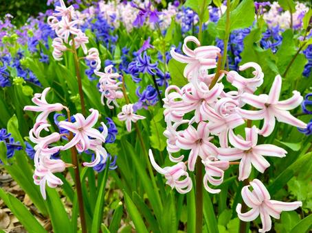 春の花　ヒヤシンス ヒヤシンス,花,ピンクの写真素材