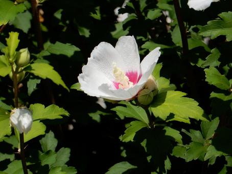[Flower photo] White Rose of Sharon, JPG