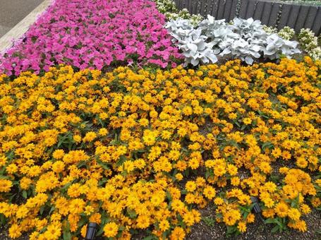 花壇 花壇の写真