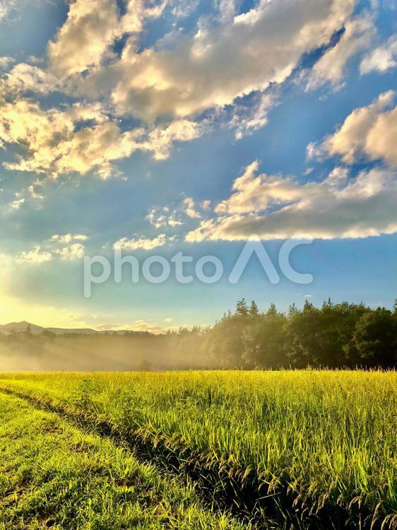 夕暮れの田んぼ 夕暮れ,田んぼ,稲穂の写真素材