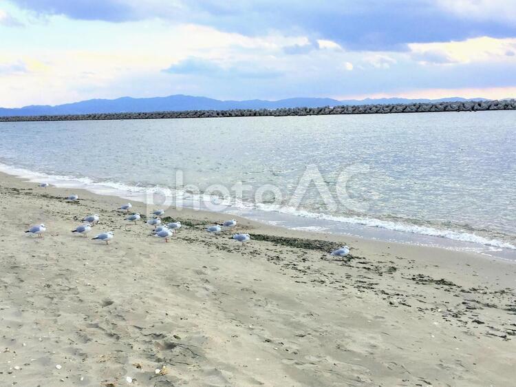 砂浜のユリカモメたちと空 ユリカモメ,かもめ,カモメの写真素材