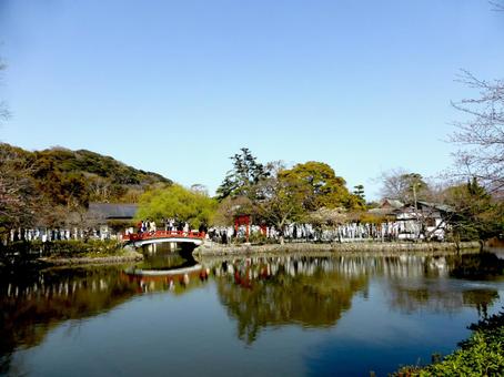 鶴岡八幡宮、参道より旗上弁財天を見る 鶴岡八幡宮、参道より旗上弁財天を見るの写真
