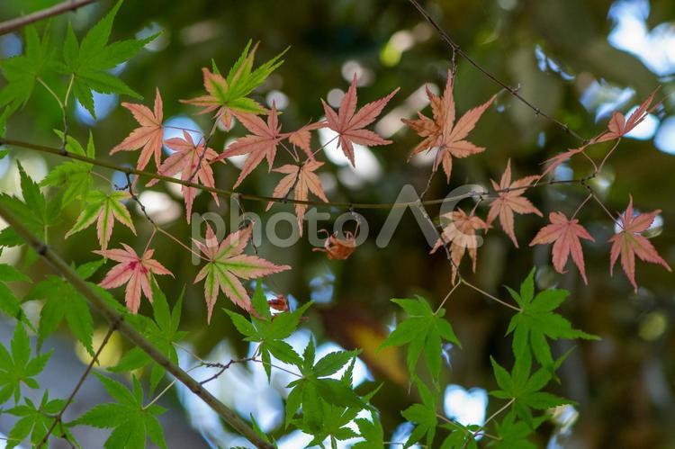色付き始めたモミジ 自然,木,風合いの写真素材