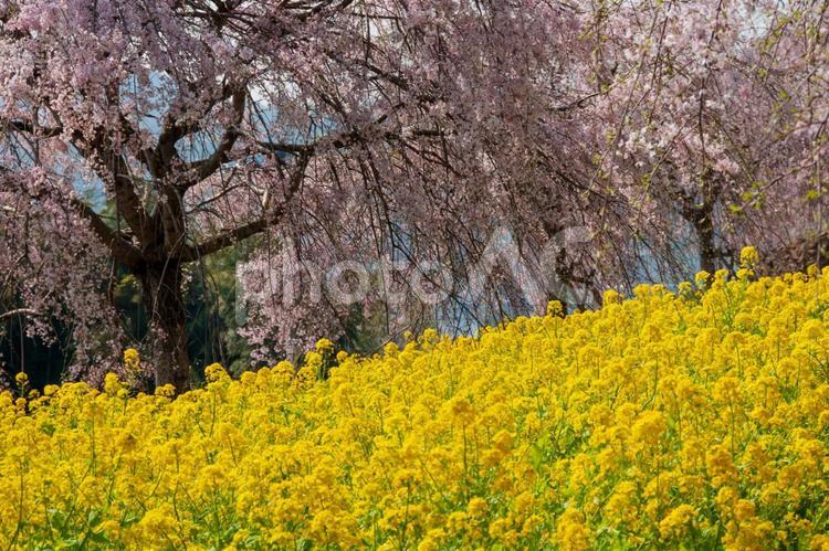 菜の花と桜 春,花,桜の写真素材