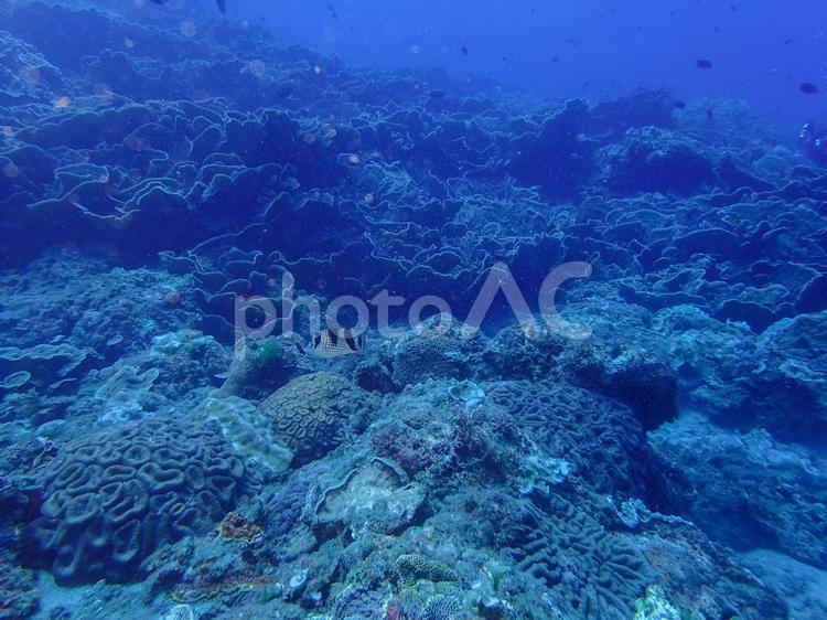 西伊豆・雲見　お会い海とサンゴ スキューバーダイビング,ダイビング,珊瑚の写真素材