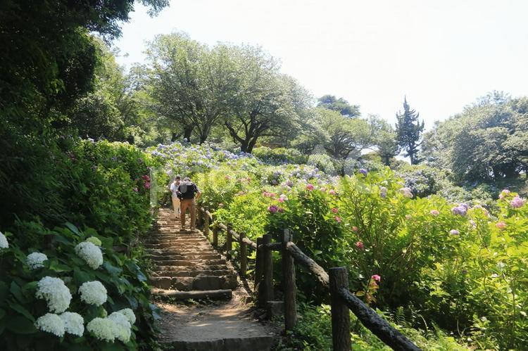 下田城址公園の素晴らしい紫陽花祭り 紫陽花祭り,下田城址公園,紫陽花の写真素材