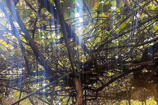 新潟　木漏れ日 木陰,木,自然の写真素材