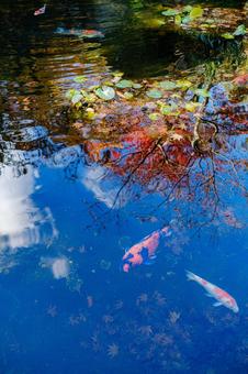 Photo, pool, water, autumn leaves, 
