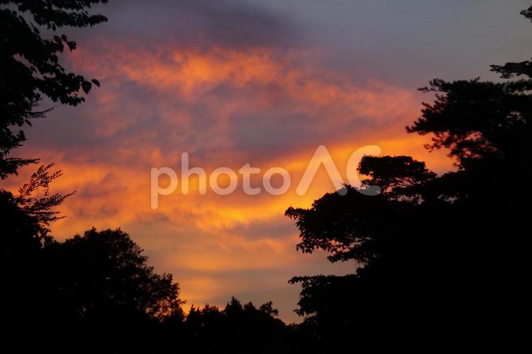 森の夕焼け 夕焼け,赤,燃えるの写真素材