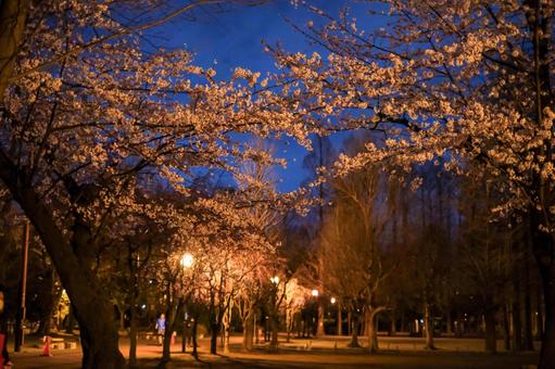 別所沼公園の夜桜 別所沼公園の夜桜 桜,夜桜,花見の写真素材
