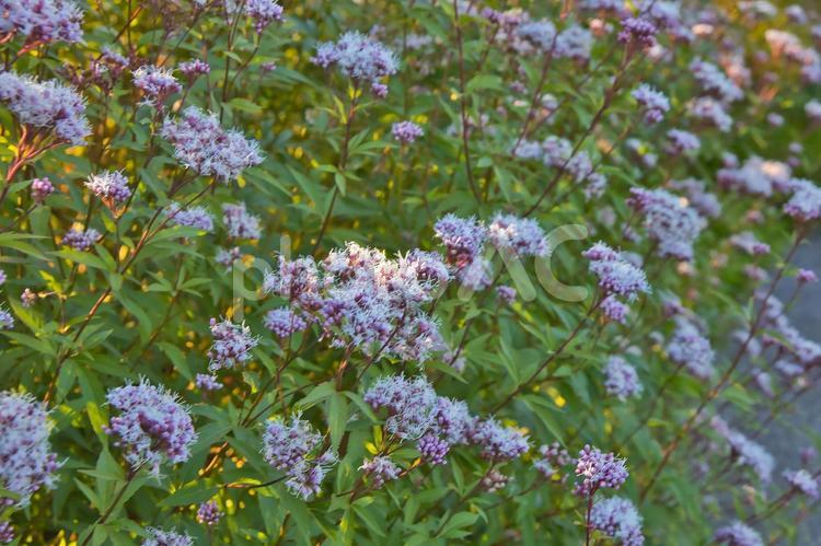 たくさんのピンクの花 ピンクの花,エコ,自然の写真素材