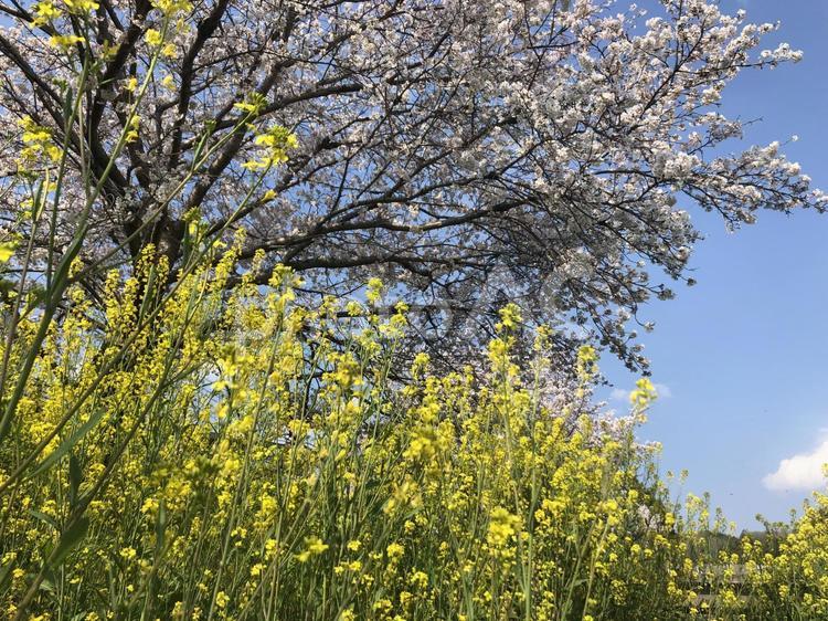 菜の花と桜 桜,菜の花,花の写真素材