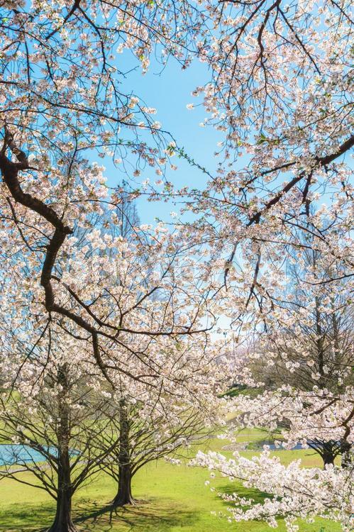 大和田公園の桜 さくら,サクラ,春の風景の写真素材